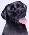 Black Labrador Portrait