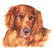 Golden Retriever Painting