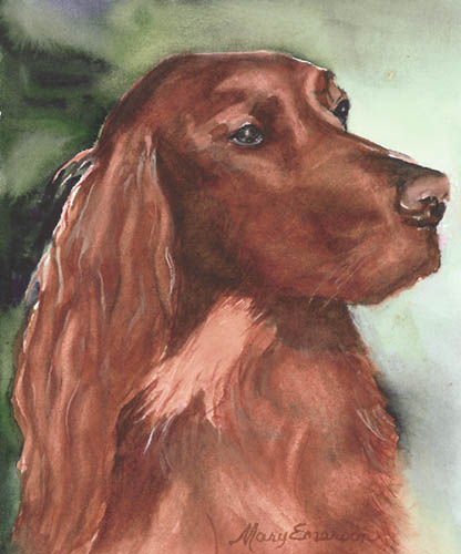 Irish Setter