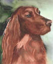 Red Irish Setting Portrait