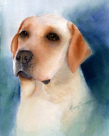 Yellow Lab