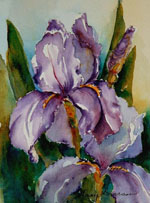 Purple Iris