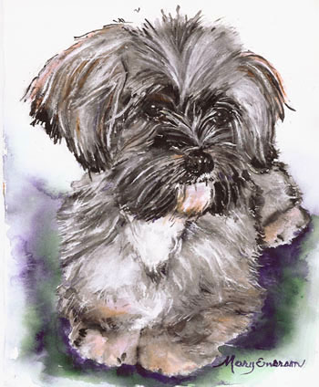 Lhaso Apso Yorkie Portrait></p>
      <p align=