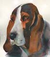 Bassett Portrait